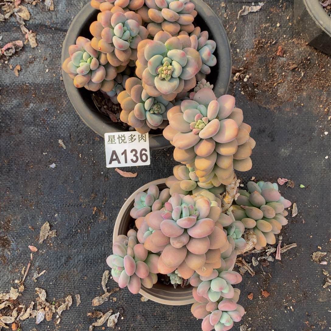 北****鹅星悦多肉   A136