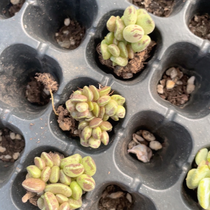 水泡一组满18包邮