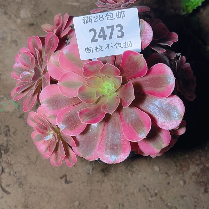 2473美杜莎多肉植物
