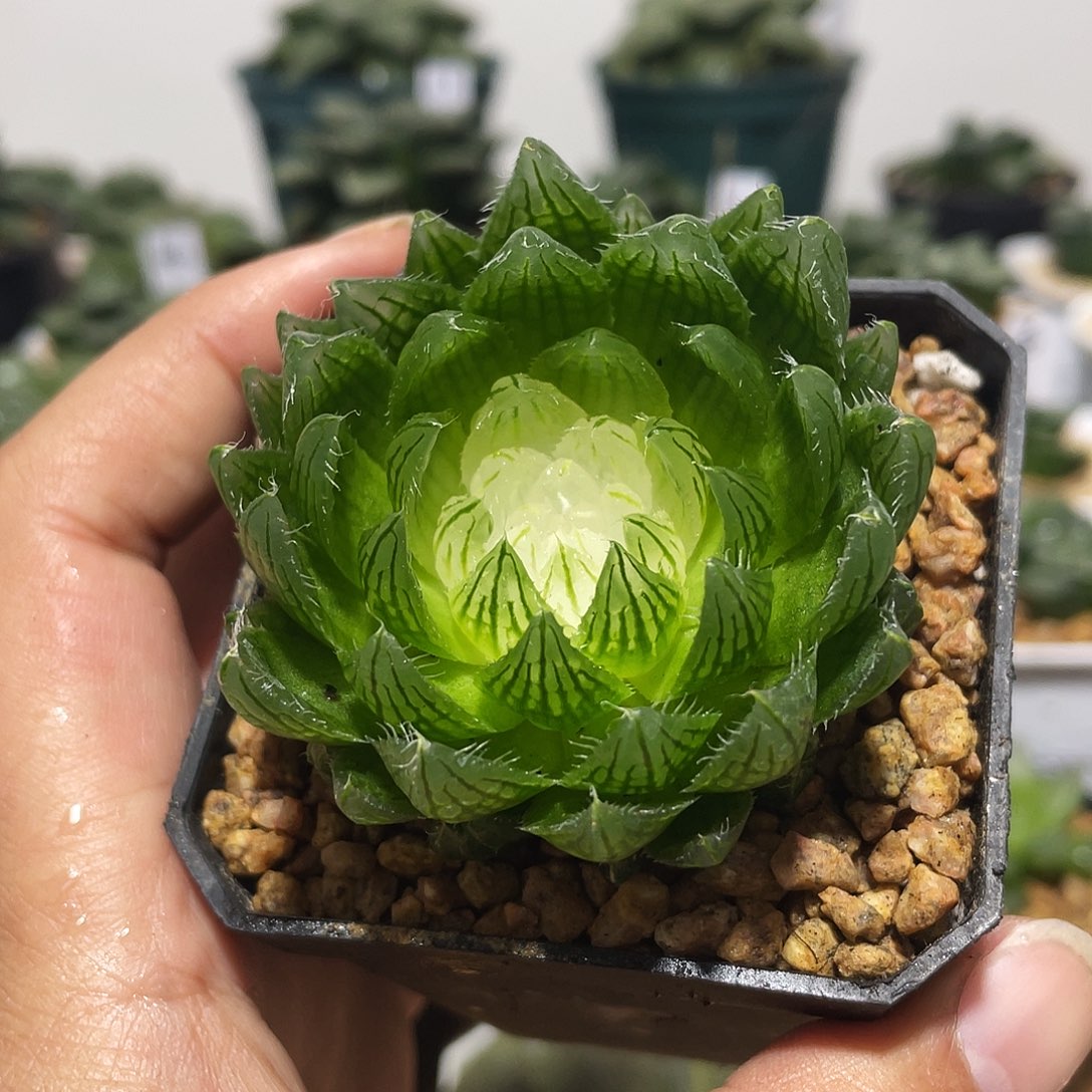白莲花多肉带盆带土