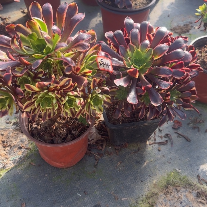 29-34欧嘉莉2处理不周正多肉不包售后