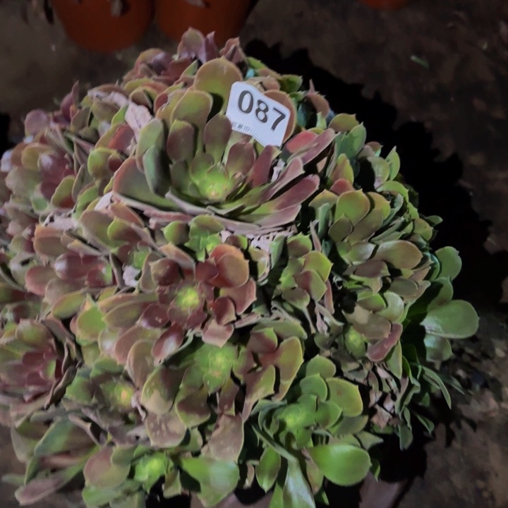087邵修七彩多肉植物不售后