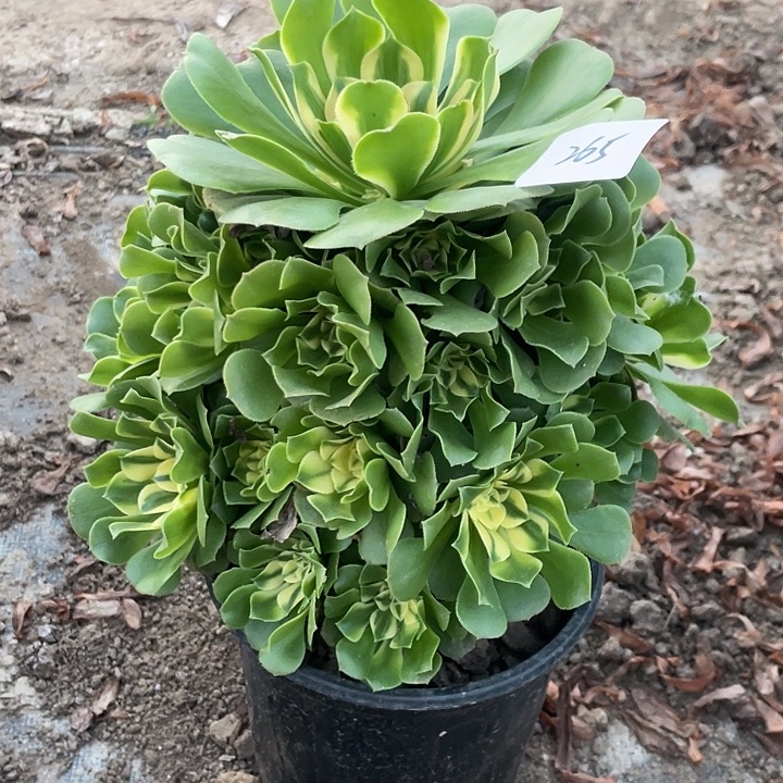 法师植物辛尼亚265