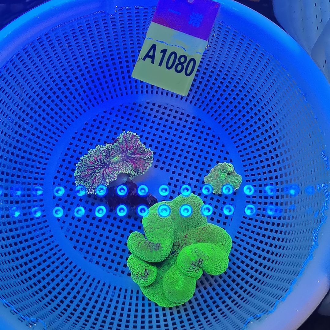 草皮珊瑚1080绿地毯套餐