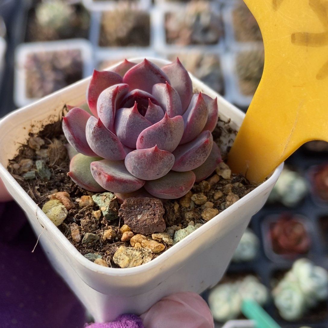 1314蓝莓多肉植物保护