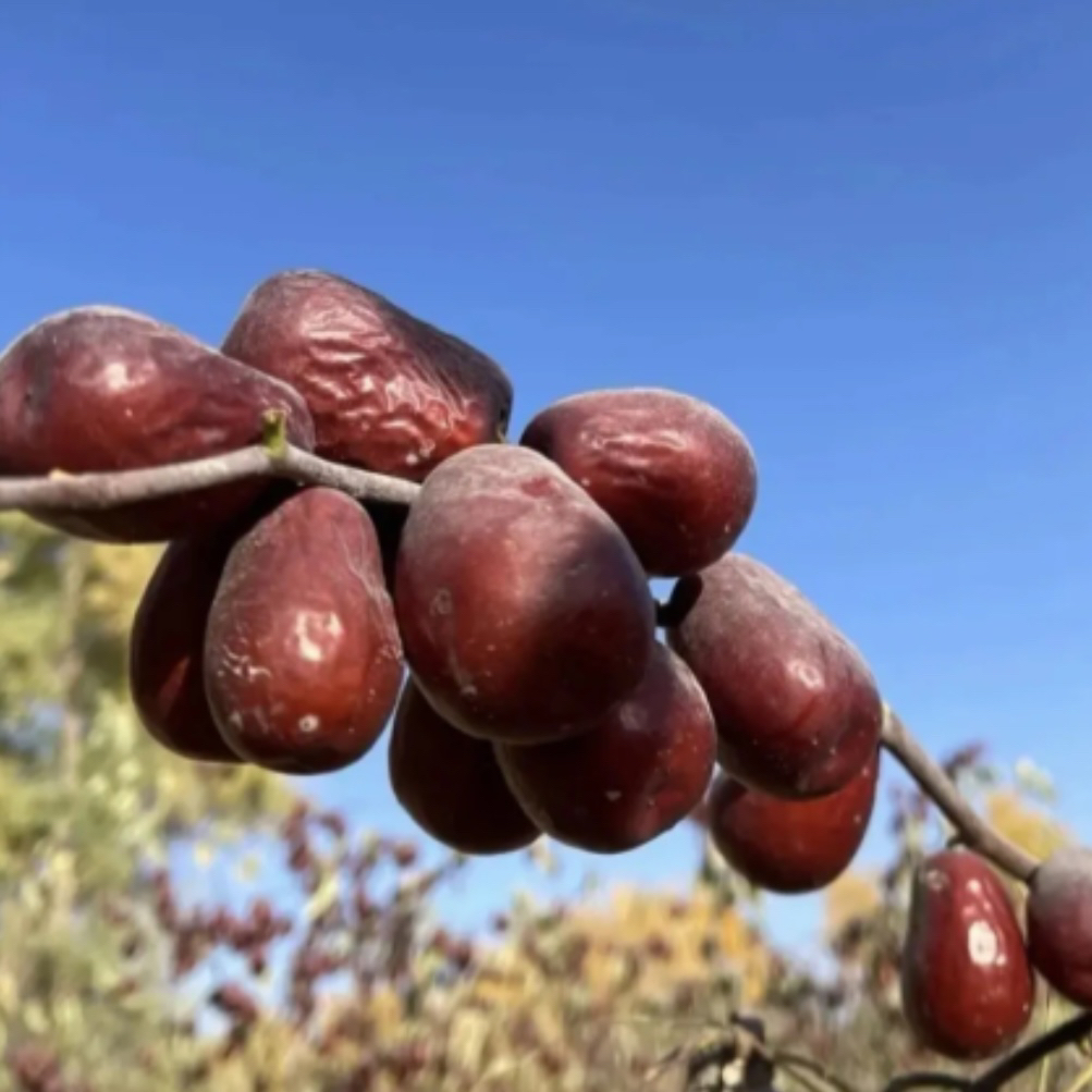 【新疆直发】原生态和田大枣不清洗产地直发核小皮薄枣香浓郁