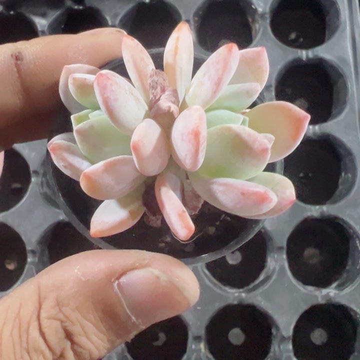 橙梦露精品多肉植物大战