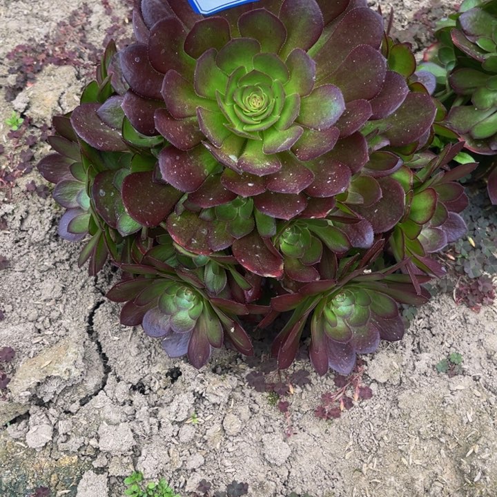 雨荷多好植物老庄