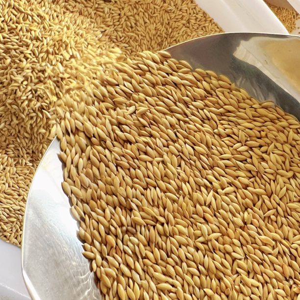 加纳利子/鹦鹉鸟食/油尖粟/白尖粟 草庐籽鸟粮 