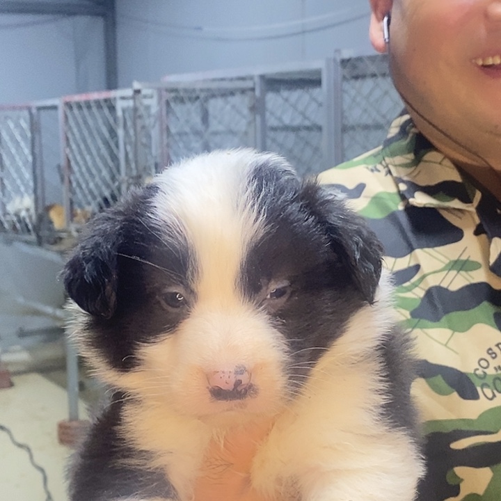 白色蚕宝宝123456789