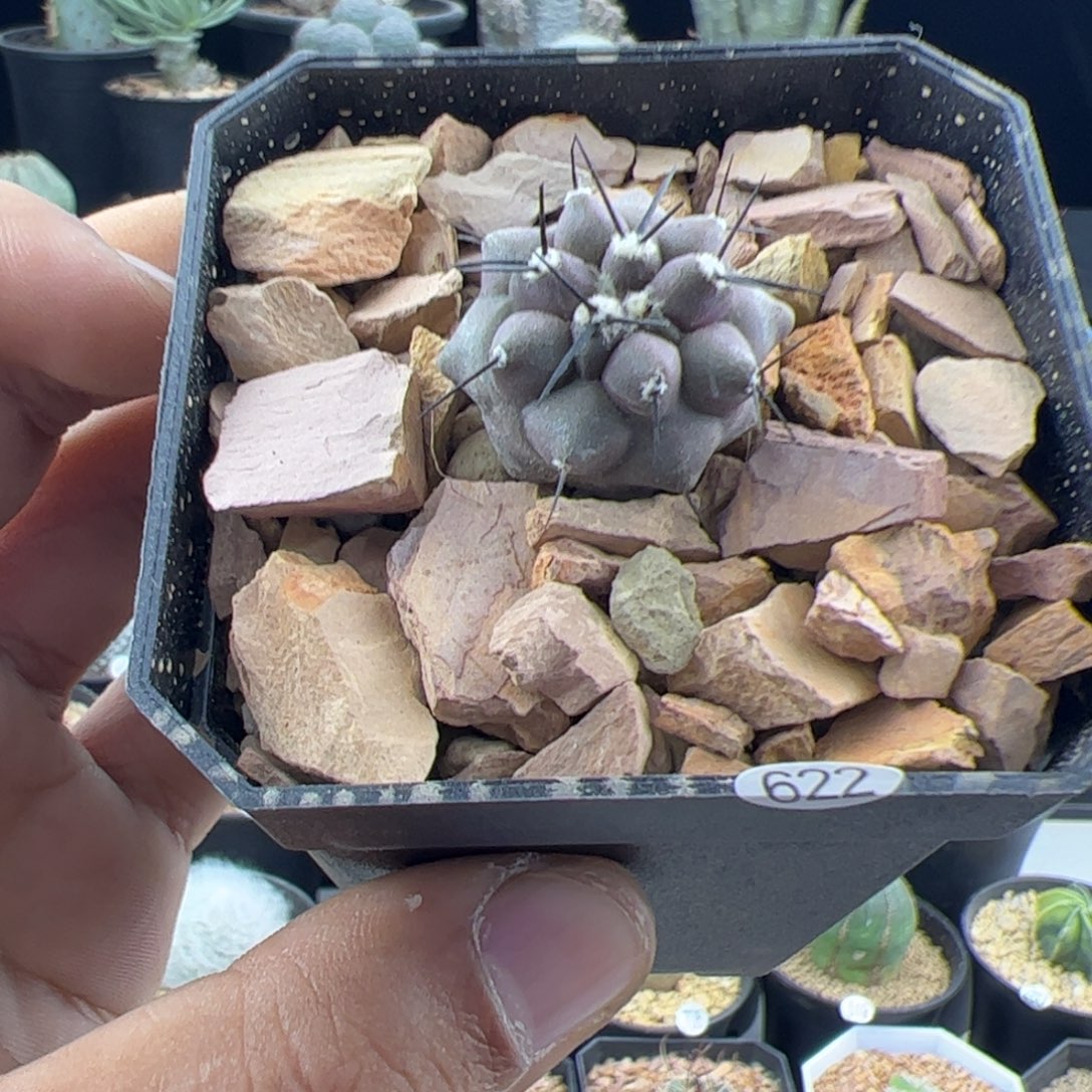 黑王丸2.5一物一拍622