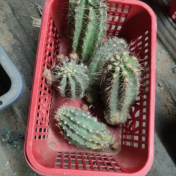 仙人球微刺虾晾好代气根