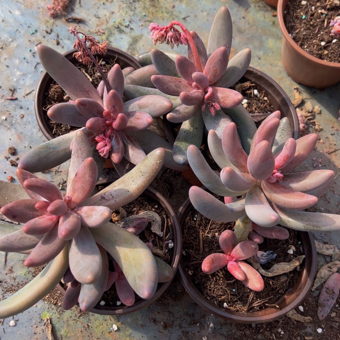 红手指单头四盆多肉植物