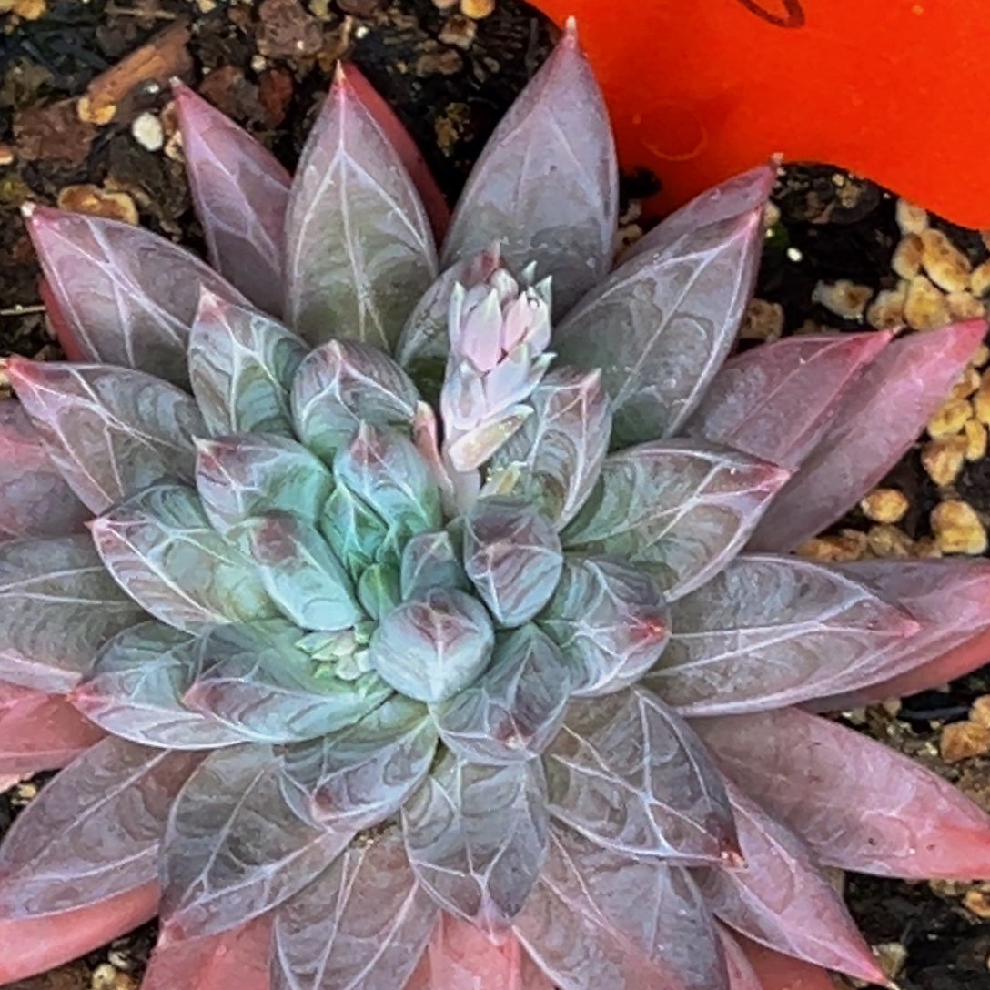 *️****2418号晚上多肉植物群生多肉