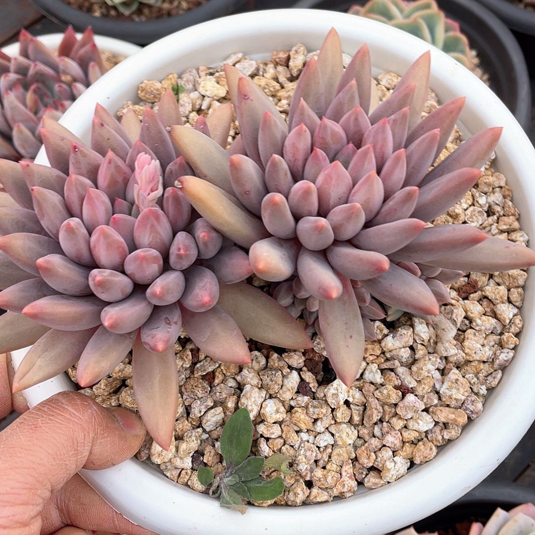 米*丫多肉植物一物一拍