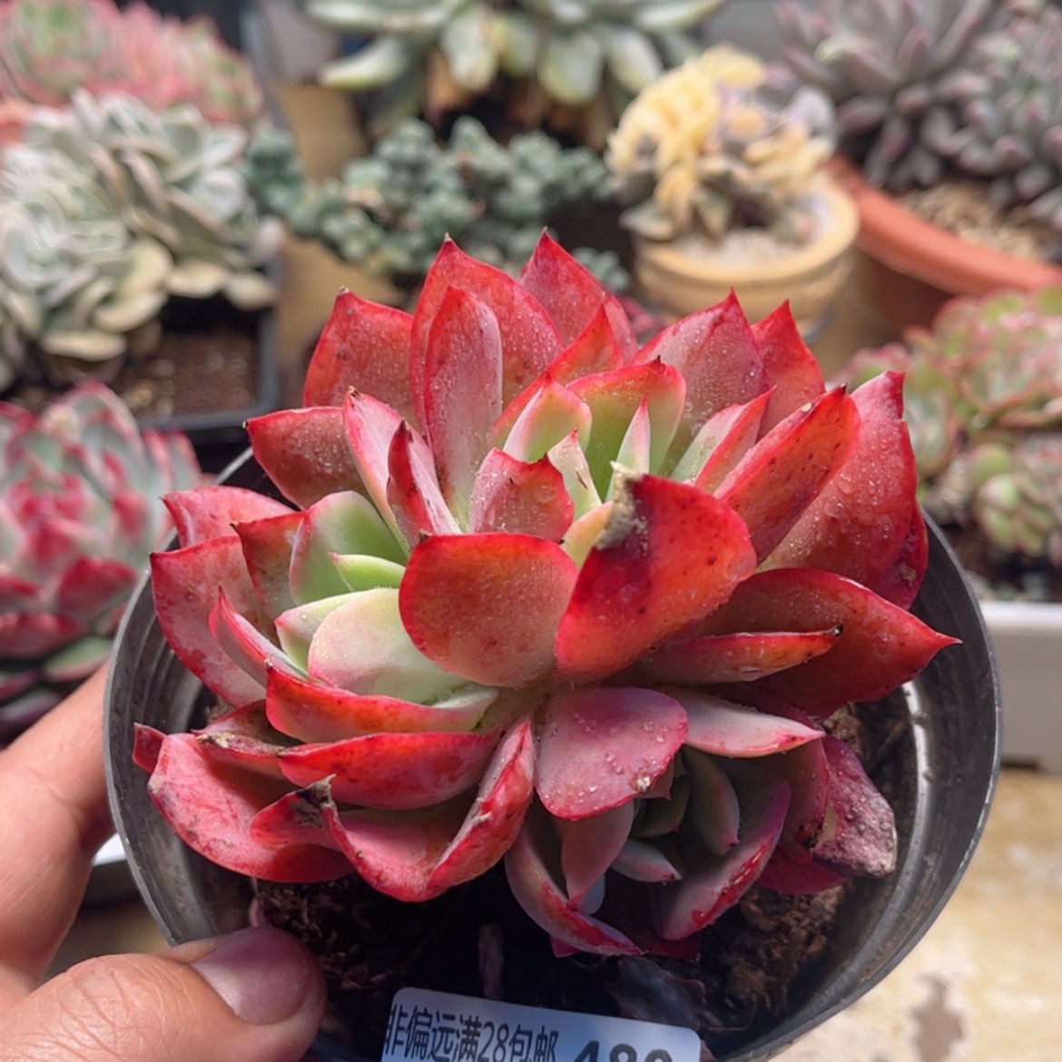 【闪购商品】480绮罗仙子