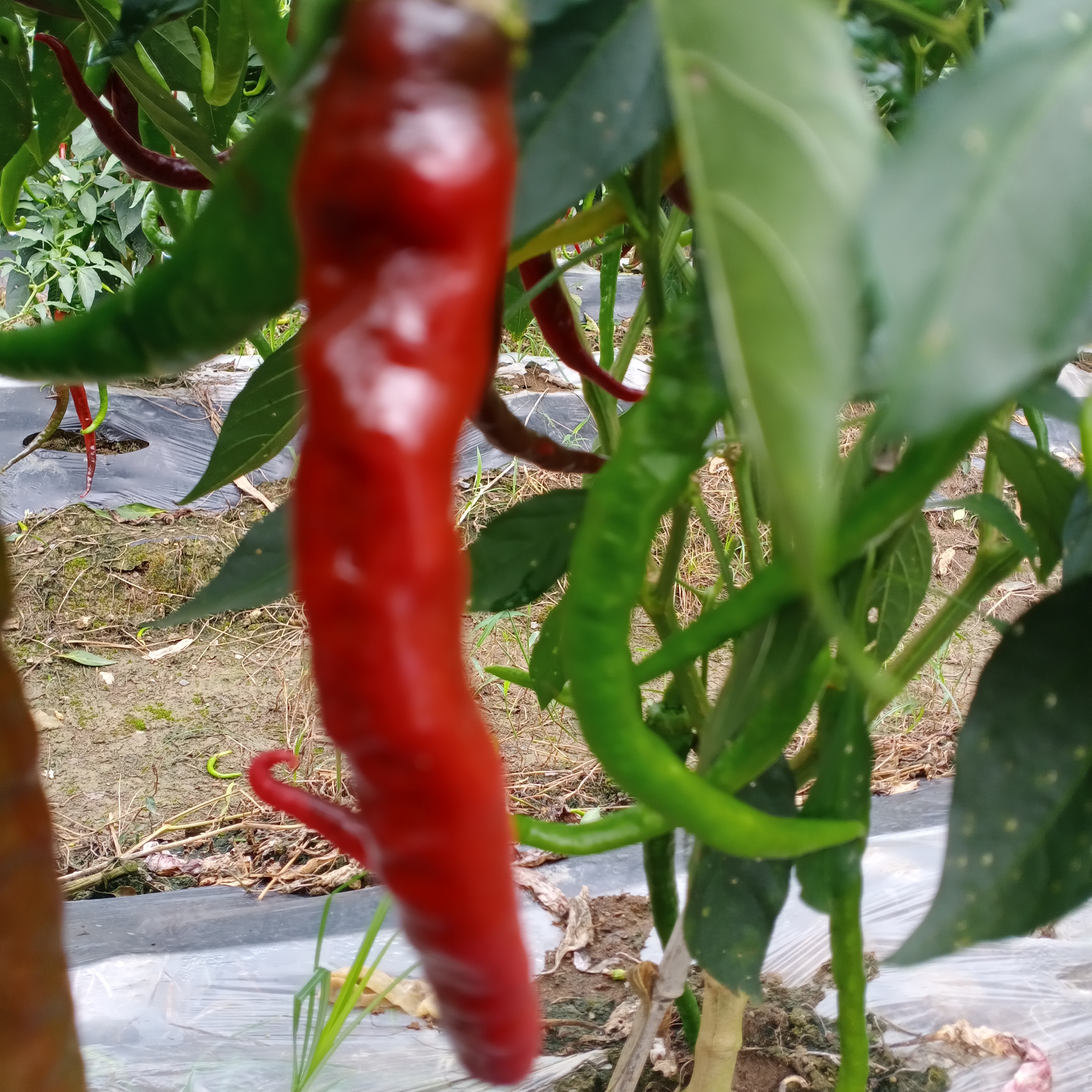 湖南老品种螺丝椒本地新鲜辣椒薄皮螺丝辣椒露天种植