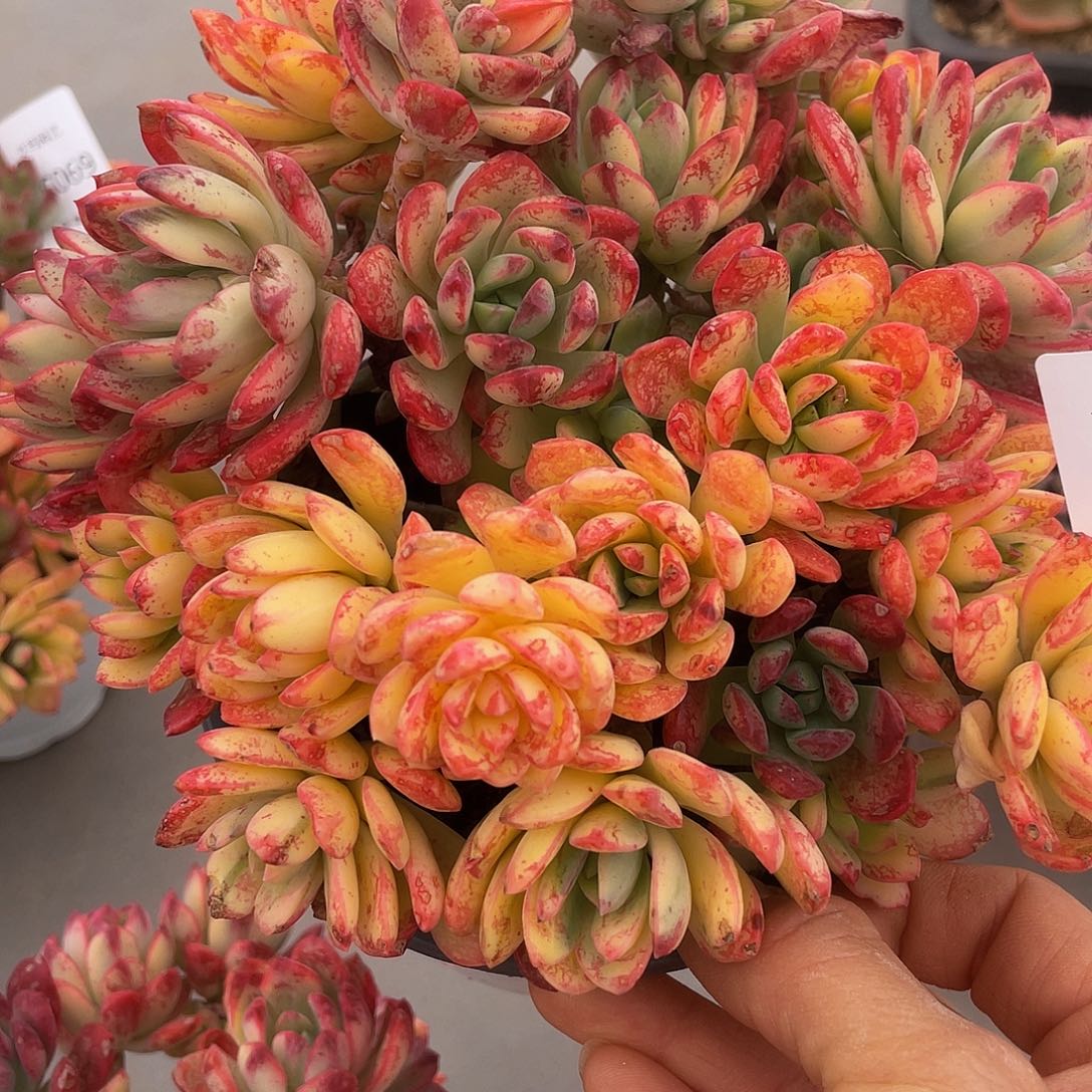 丁当锦068 多肉多肉多肉