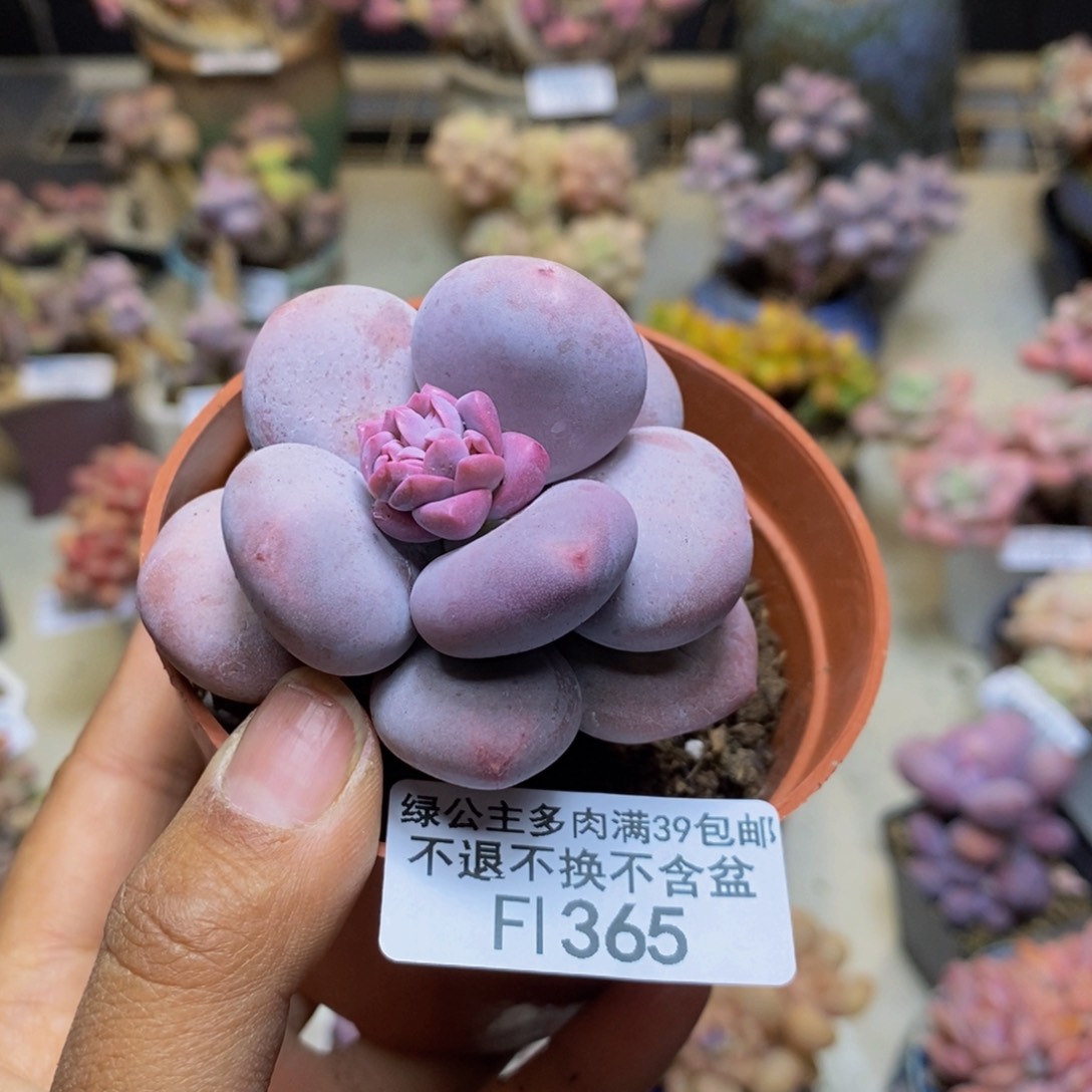 365大叶奶多肉5c m