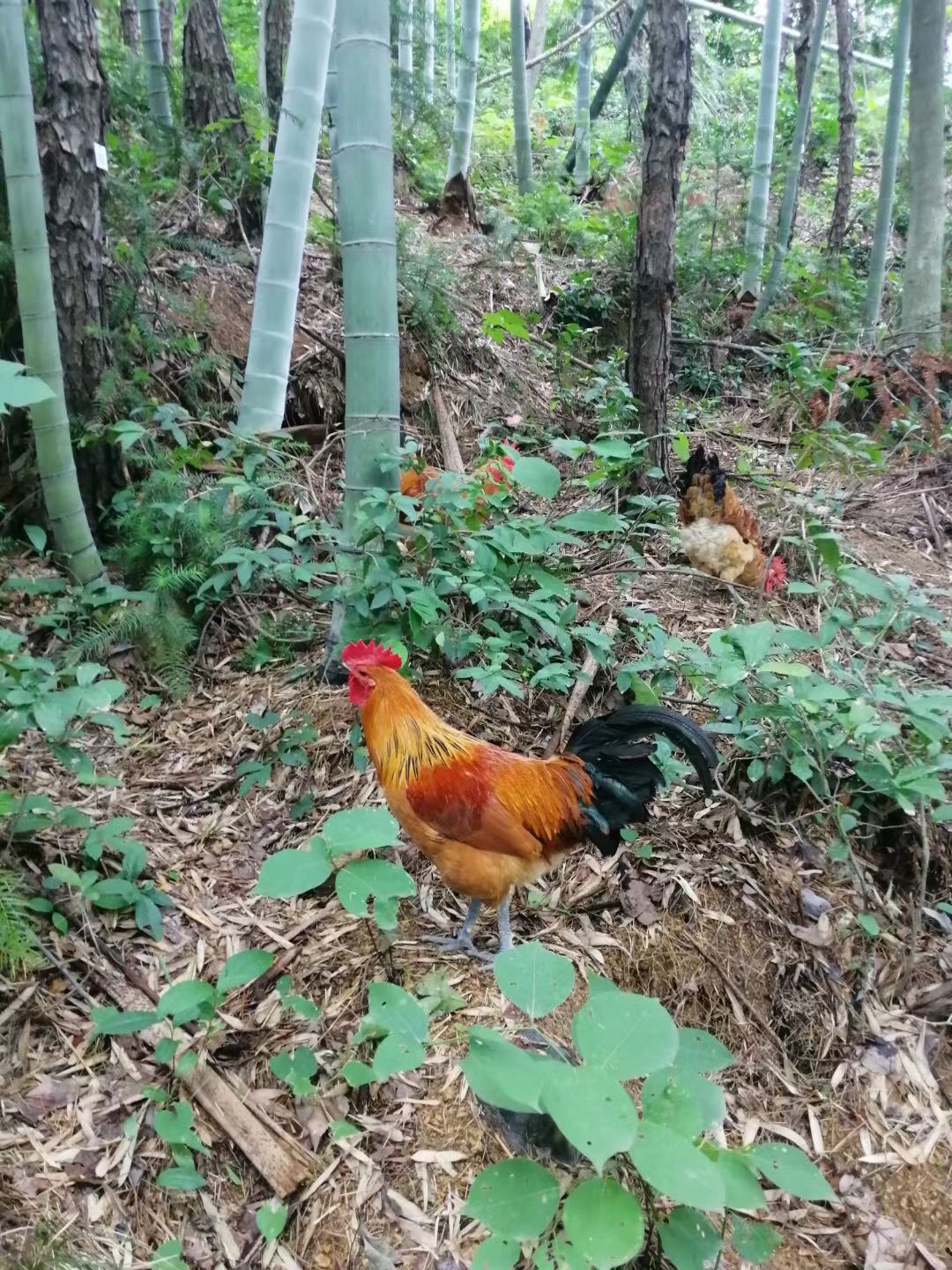 安徽大别山玖妹正宗散养公鸡现抓现称