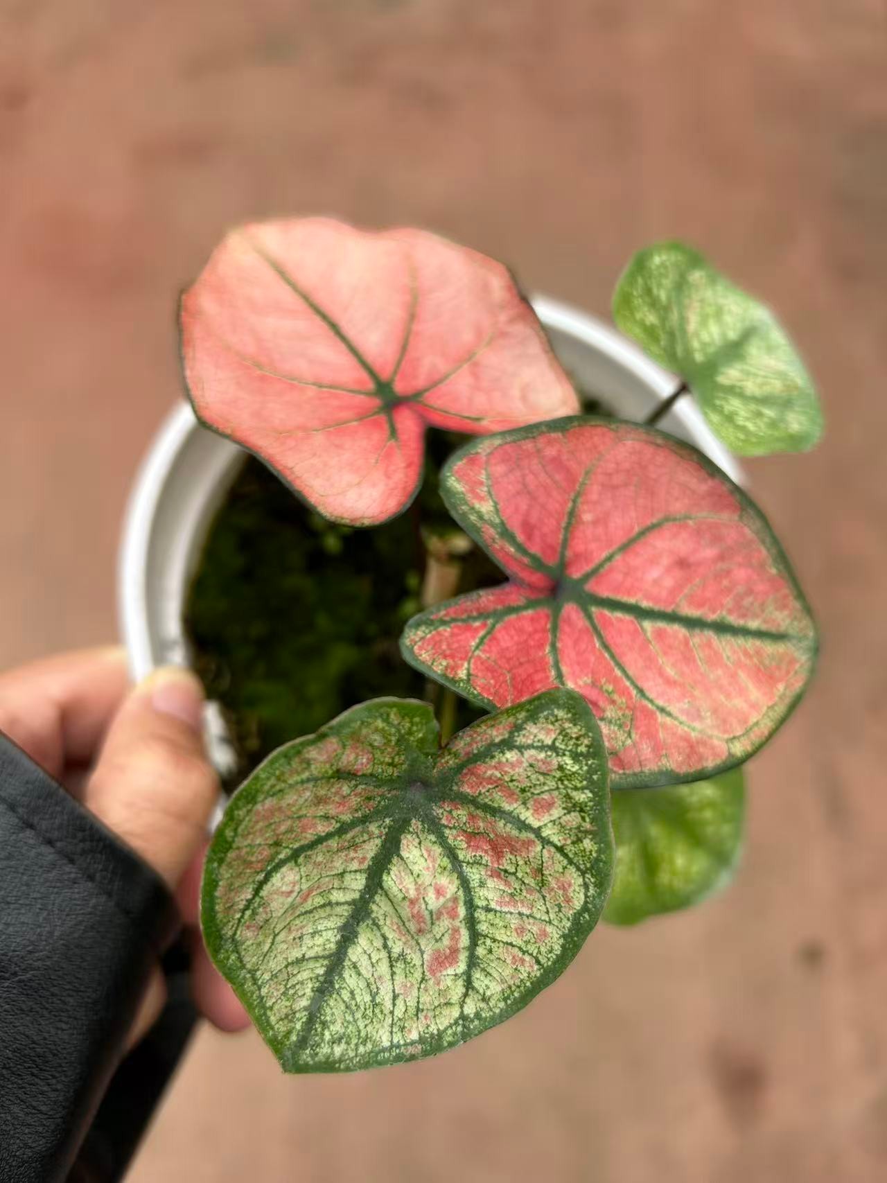 【老板卖花记】彩叶芋 红吉祥