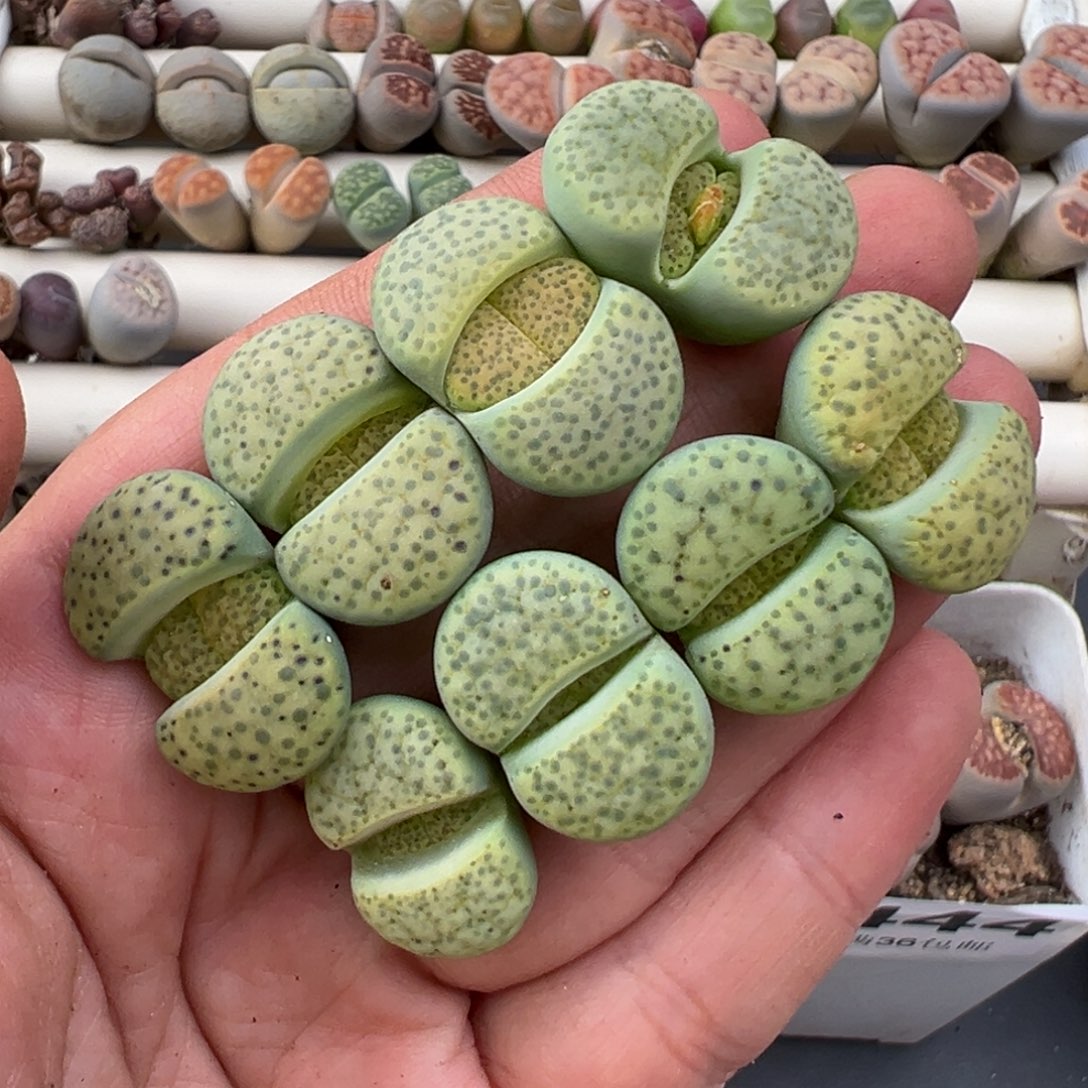 12.8好看的多肉脱土发货447