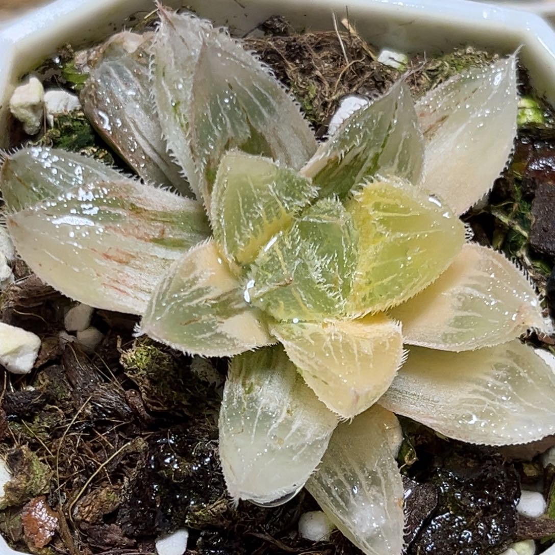 恭喜发财大吉大利960