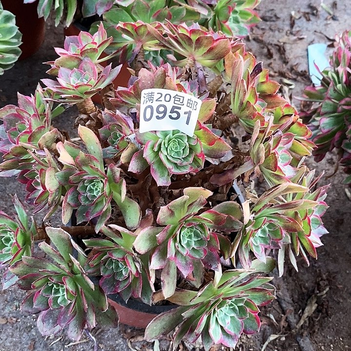 0951 一颗万花筒法师