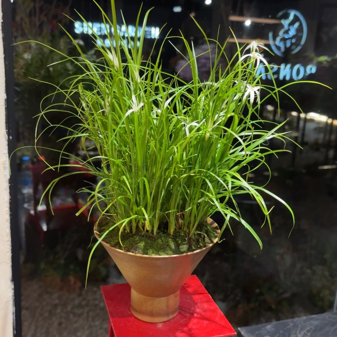 全部花朵山野草陶盆