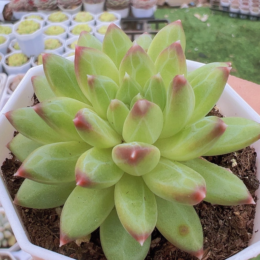 正版甲骨文19包邮多肉