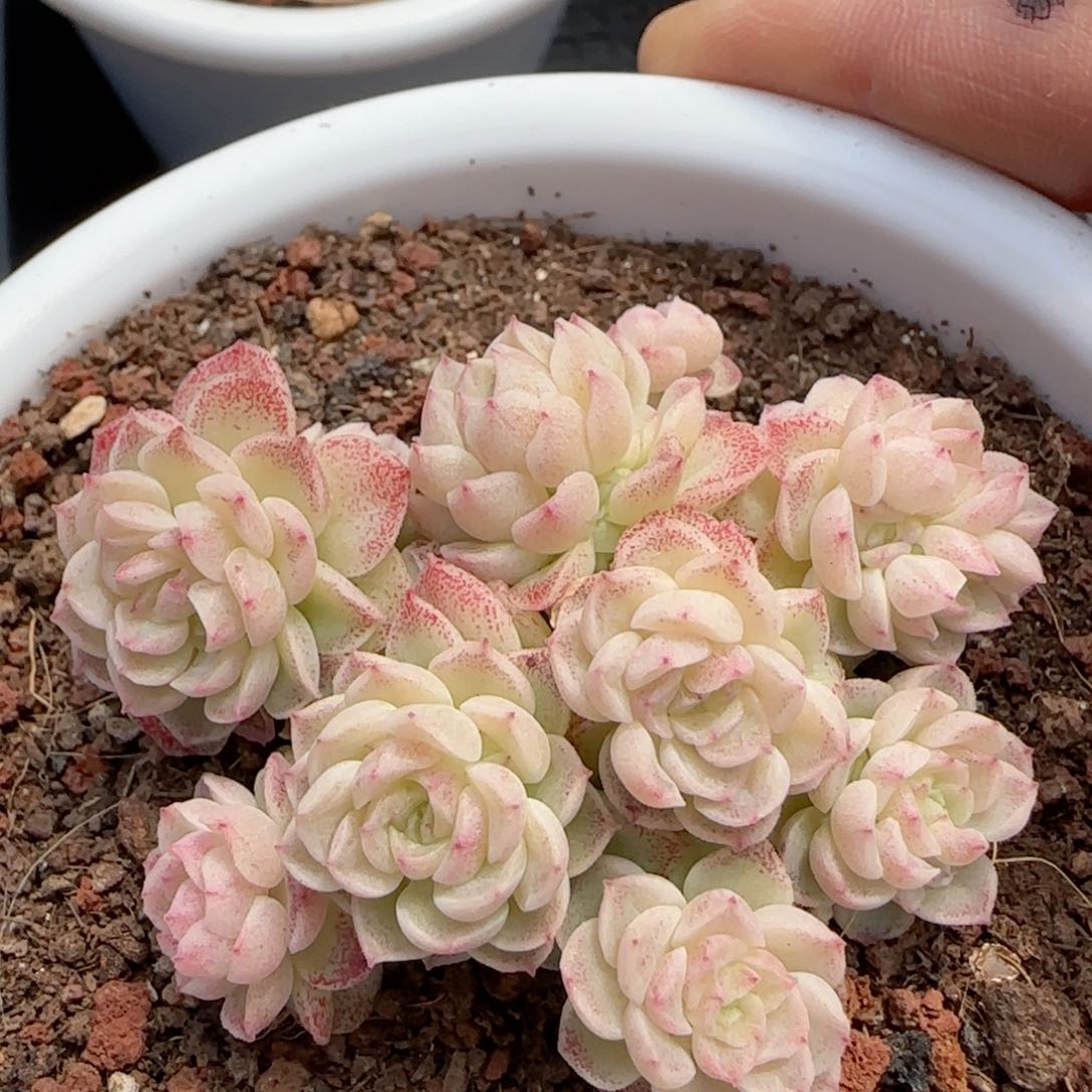 【闪购商品】0217-109（m1-211-3）