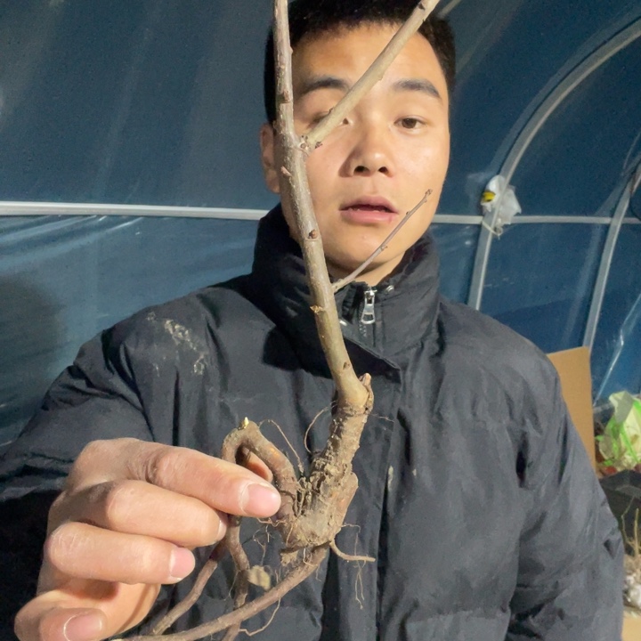 羽衣锦海棠花一颗