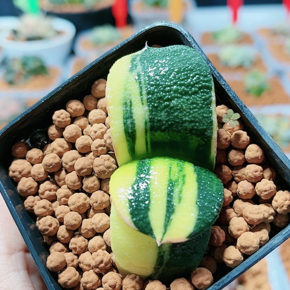 【闪购商品】卧牛锦