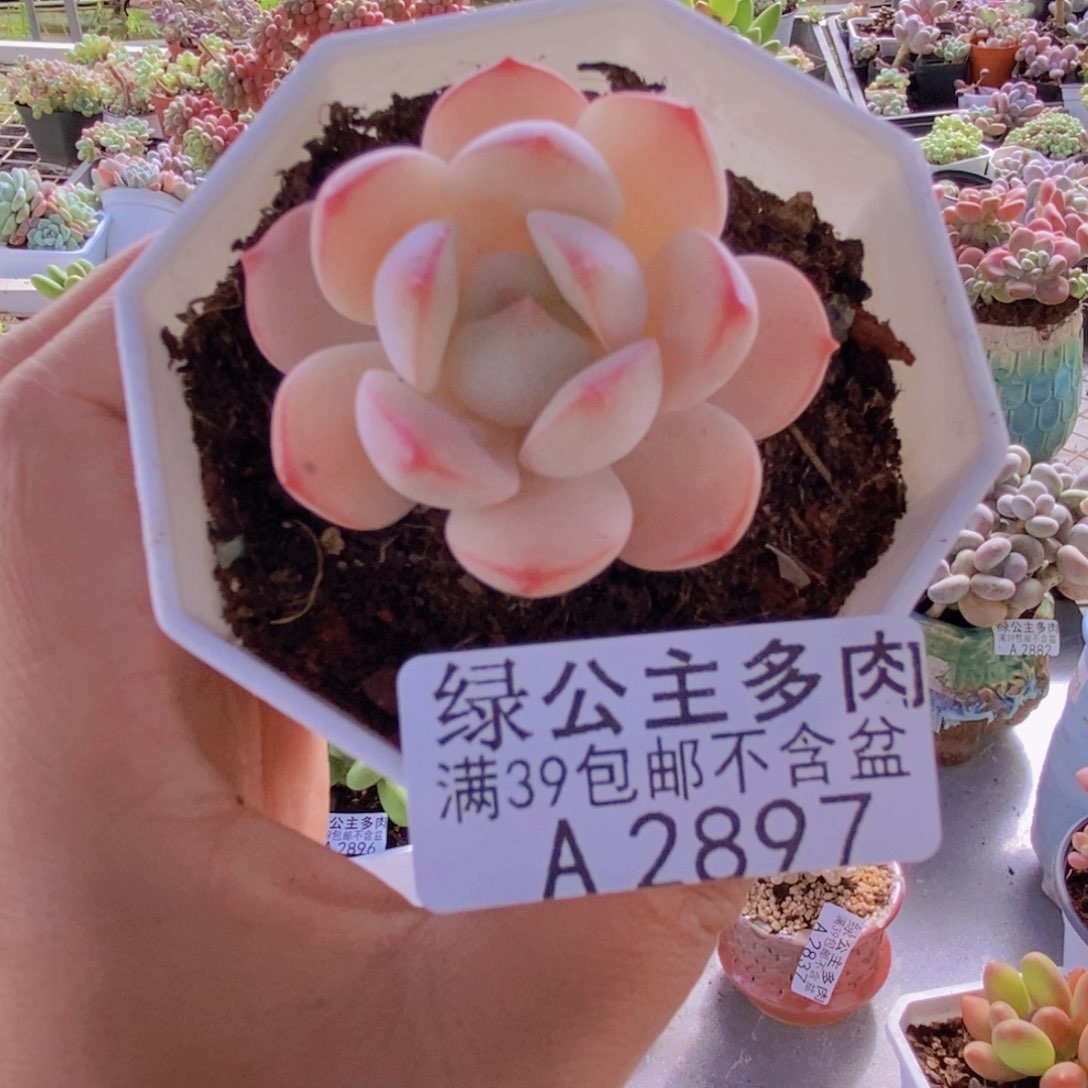 香草单头2897多肉