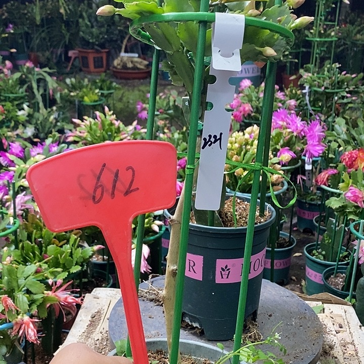 叶仙嫁接2321/612带盆发顺丰