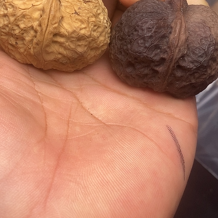 文玩核桃吊坠          107