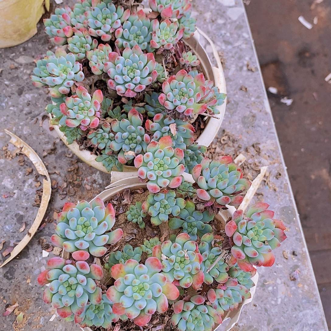 2盆蓝苹果 木质化老桩