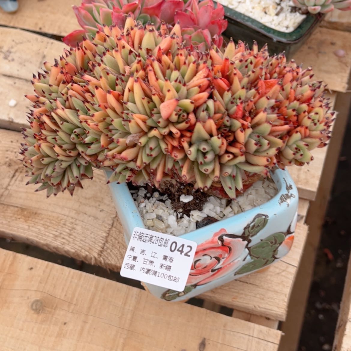 【闪购商品】两**窝042虎鲸多肉
