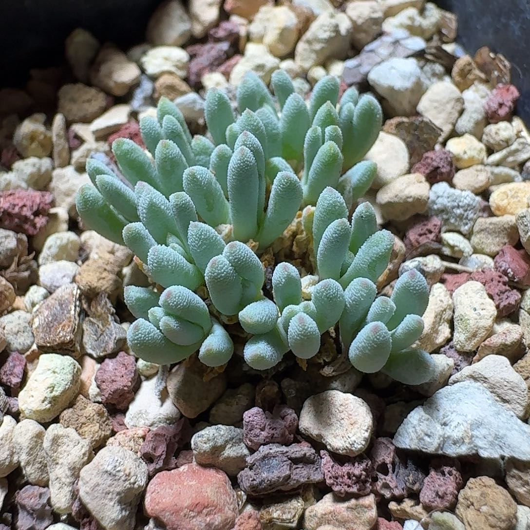 651葵珊瑚带盆发货