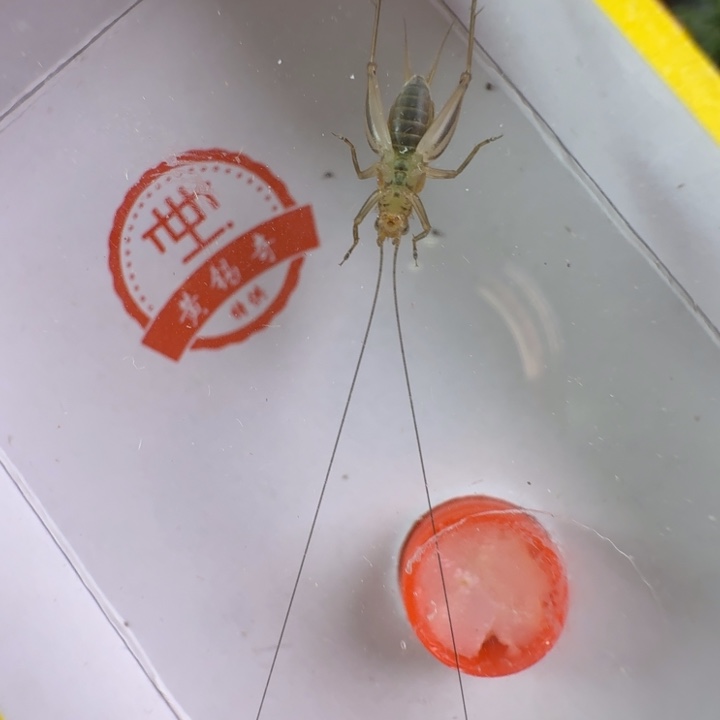 漂亮大黄一只合适好看