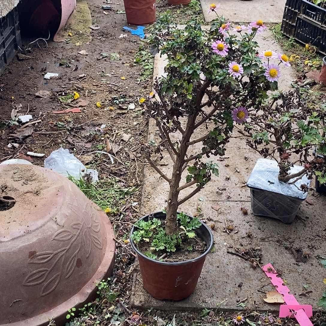 随***️完全开放盆景菊花