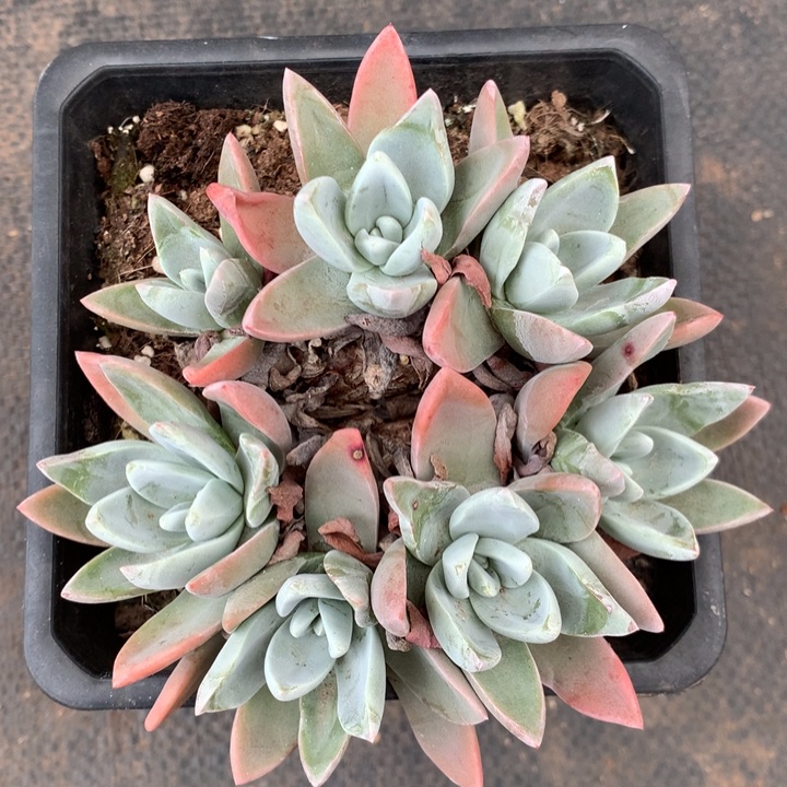 泡芙杂，2月8日发货