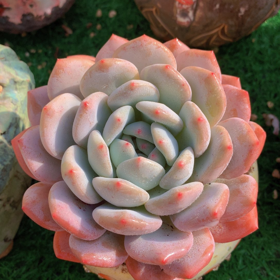 香橙12 公分一物一拍