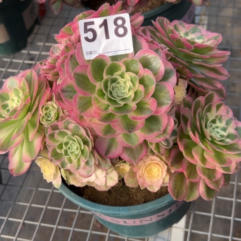 518玉姿20厘米左右