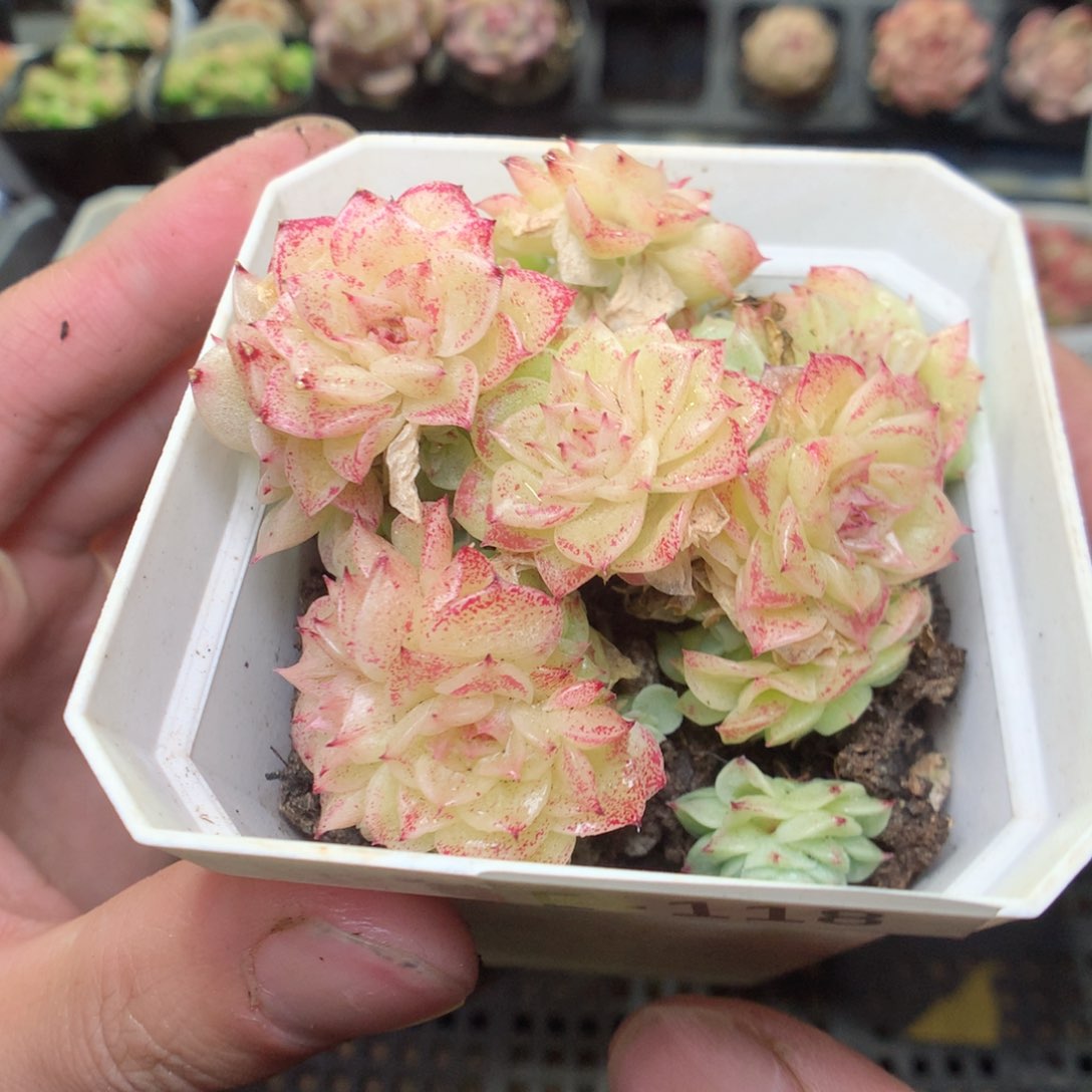 E118y y y y y y y y y