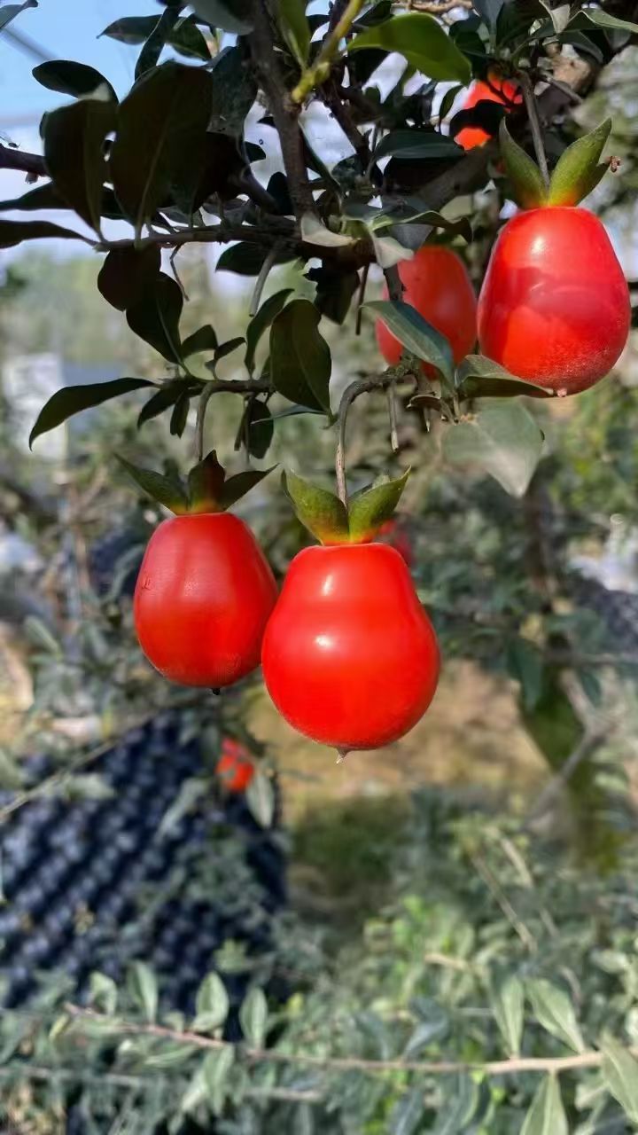 金弹子嫁接子龙一号苗正品包对版