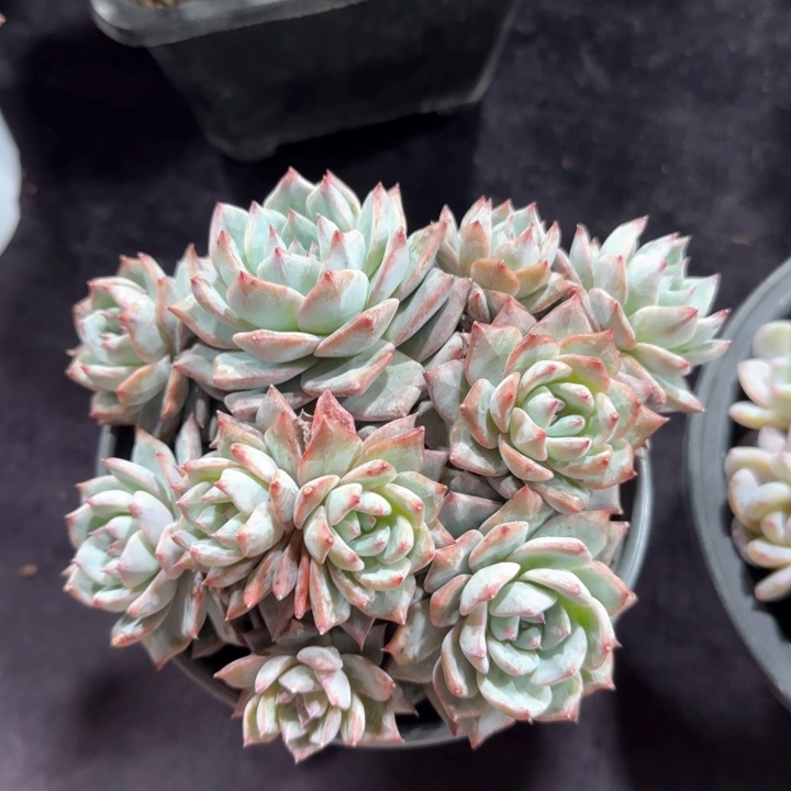 12厘米左右一物一拍的粉蓝鸟有砍