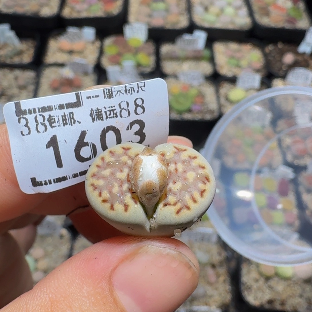 ฿***Zzzzz精品生石花1603