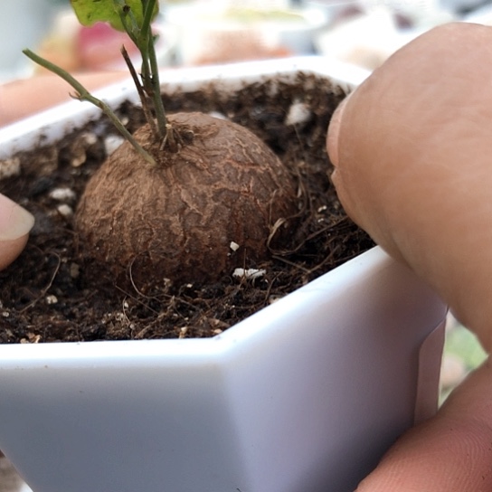 5984，2.9厘米龟甲龙特价