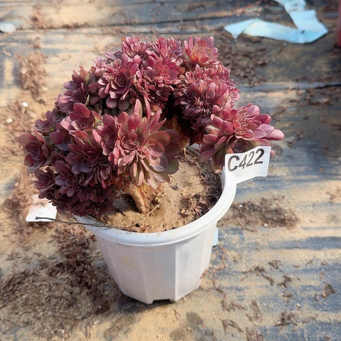 422万缀一颗呀呀